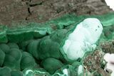 Stunning, Botryoidal Malachite with Chrysocolla - DR Congo #318830-3